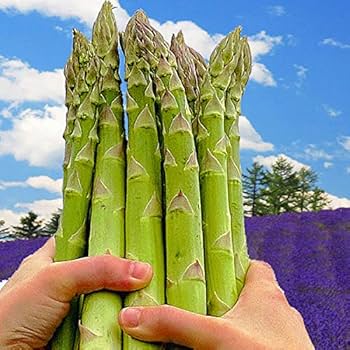 Amazon.co.jp: 2026年先行予約 アスパラガス 北海道 富良野産 超